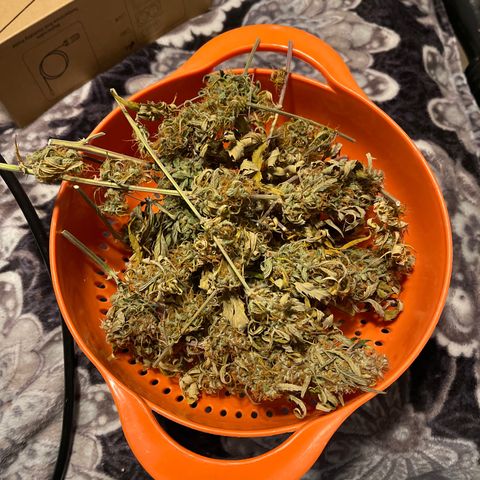 Lowryder #2 growlog timeline photo