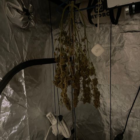 Lowryder #2 growlog timeline photo