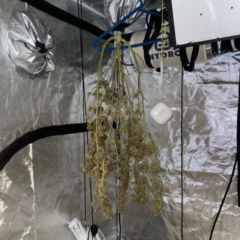 Lowryder #2 growlog timeline photo