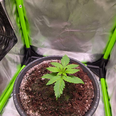 Mango Kush 2l pot growlog timeline photo