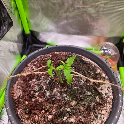 Mango Kush 2l pot growlog timeline photo