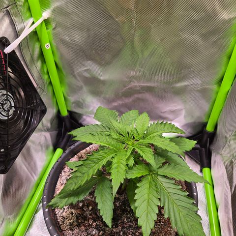 Mango Kush 2l pot growlog timeline photo