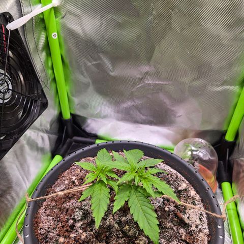 Mango Kush 2l pot growlog timeline photo
