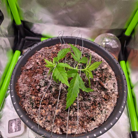 Mango Kush 2l pot growlog timeline photo