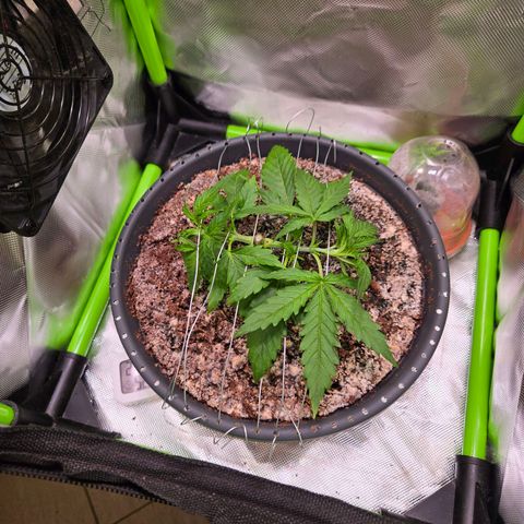 Mango Kush 2l pot growlog timeline photo