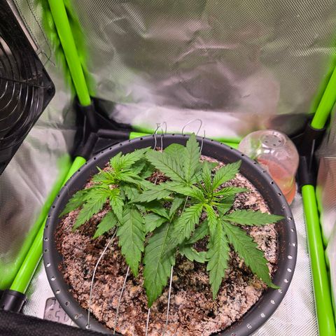Mango Kush 2l pot growlog timeline photo