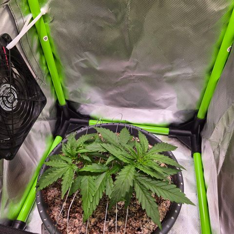 Mango Kush 2l pot growlog timeline photo
