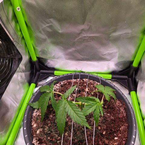 Mango Kush 2l pot growlog timeline photo