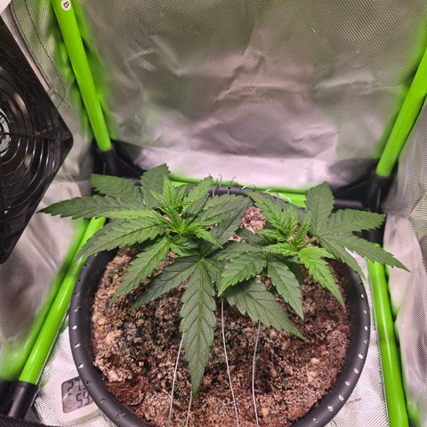 Mango Kush 2l pot growlog timeline photo