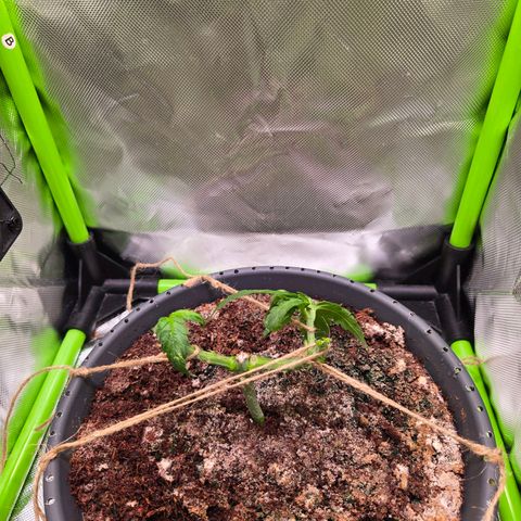 Mango Kush 2l pot growlog timeline photo