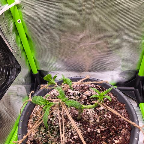 Mango Kush 2l pot growlog timeline photo