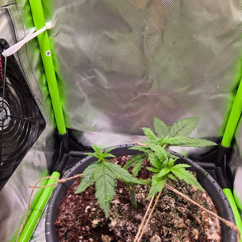 Mango Kush 2l pot growlog timeline photo