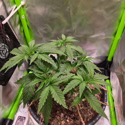 Mango Kush 2l pot growlog timeline photo