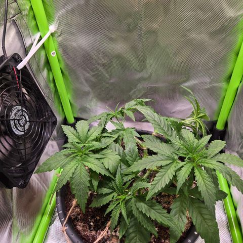 Mango Kush 2l pot growlog timeline photo