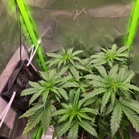 Mango Kush 2l pot growlog timeline photo