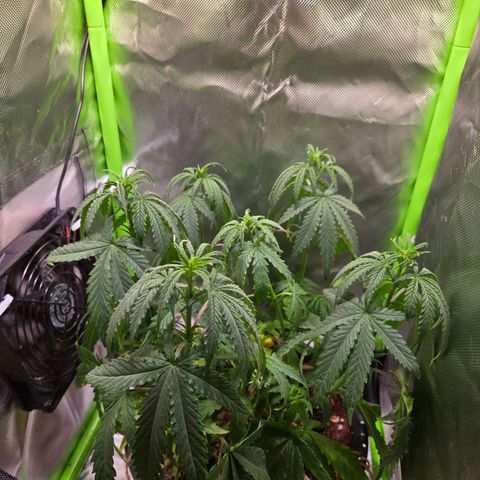 Mango Kush 2l pot growlog timeline photo