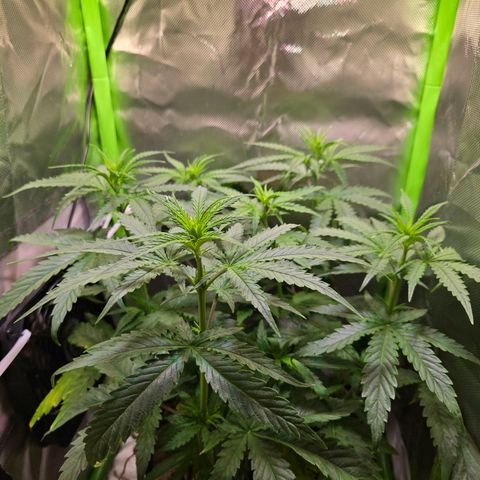 Mango Kush 2l pot growlog timeline photo