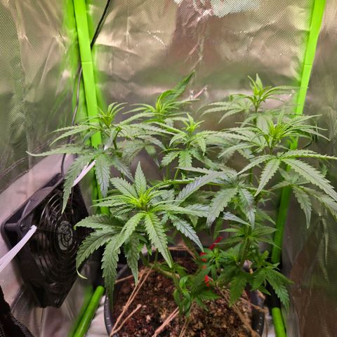 Mango Kush 2l pot growlog timeline photo