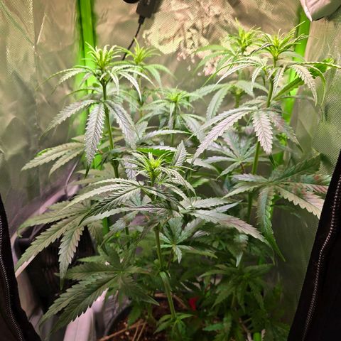 Mango Kush 2l pot growlog timeline photo