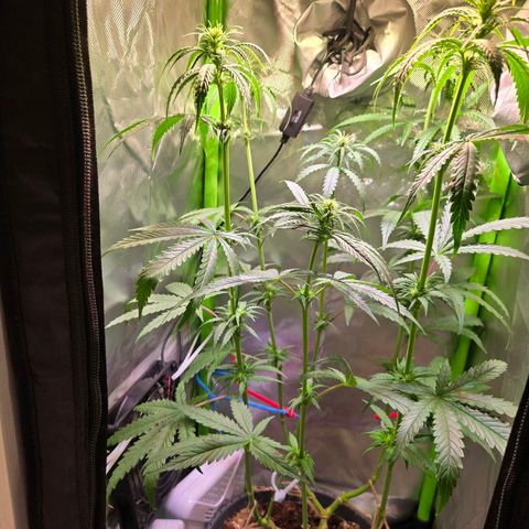 Mango Kush 2l pot growlog timeline photo
