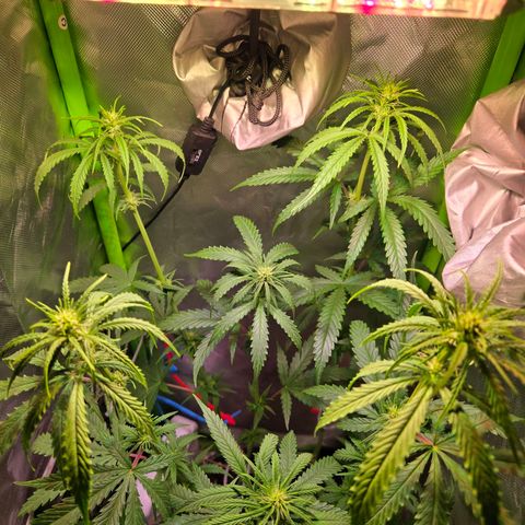 Mango Kush 2l pot growlog timeline photo