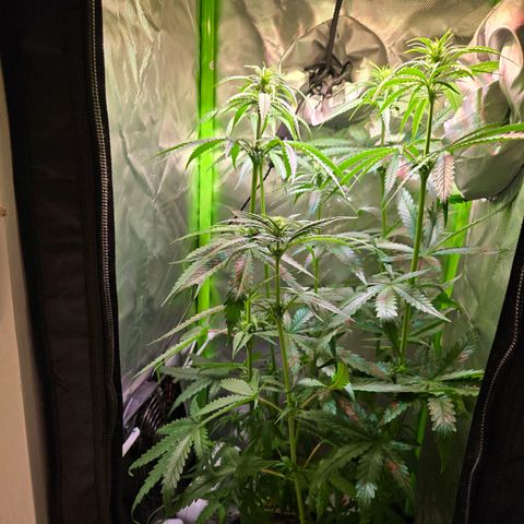 Mango Kush 2l pot growlog timeline photo