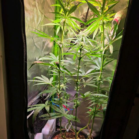 Mango Kush 2l pot growlog timeline photo