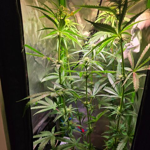 Mango Kush 2l pot growlog timeline photo