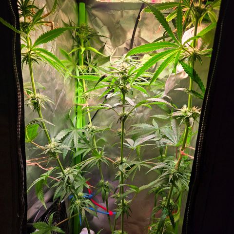 Mango Kush 2l pot growlog timeline photo