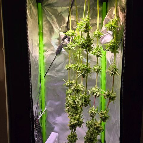 Mango Kush 2l pot growlog timeline photo