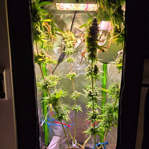 Mango Kush 2l pot growlog timeline photo