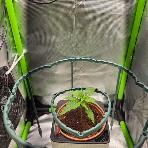 1l Auto watering pot Auto Grow growlog timeline photo