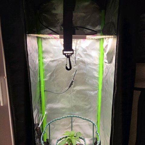 1l Auto watering pot Auto Grow growlog timeline photo