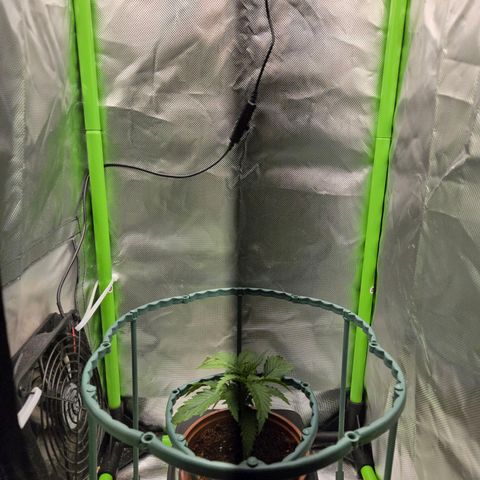 1l Auto watering pot Auto Grow growlog timeline photo