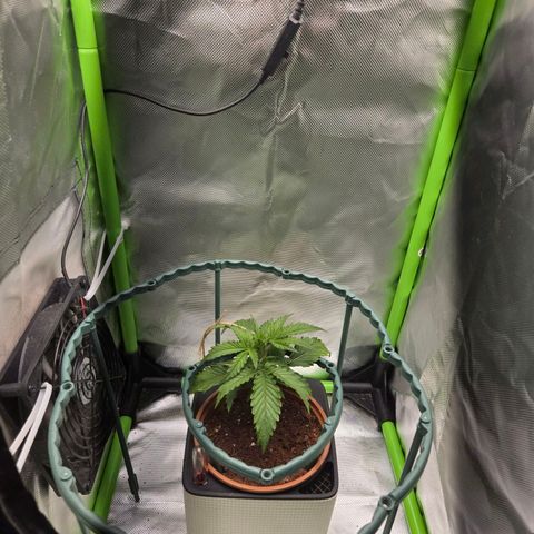 1l Auto watering pot Auto Grow growlog timeline photo