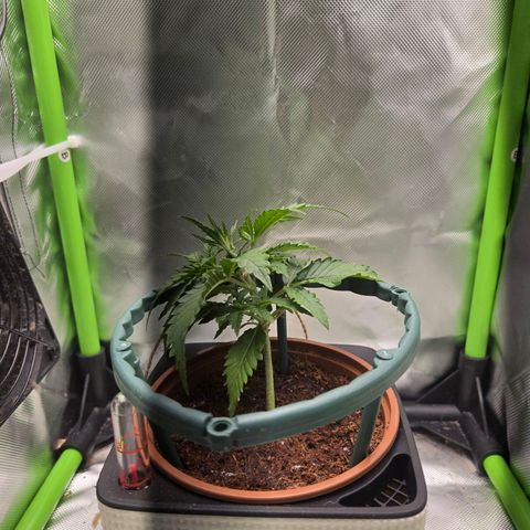 1l Auto watering pot Auto Grow growlog timeline photo