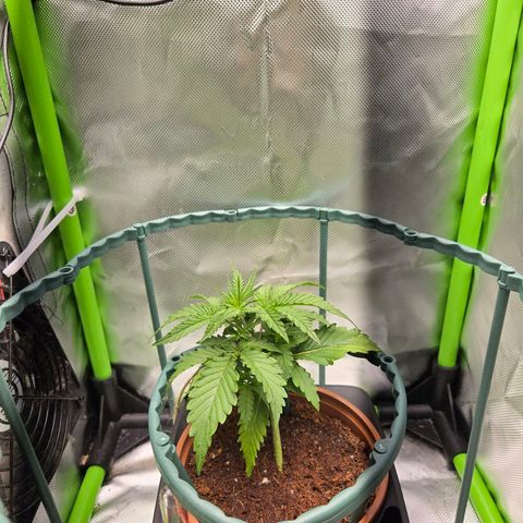 1l Auto watering pot Auto Grow growlog timeline photo