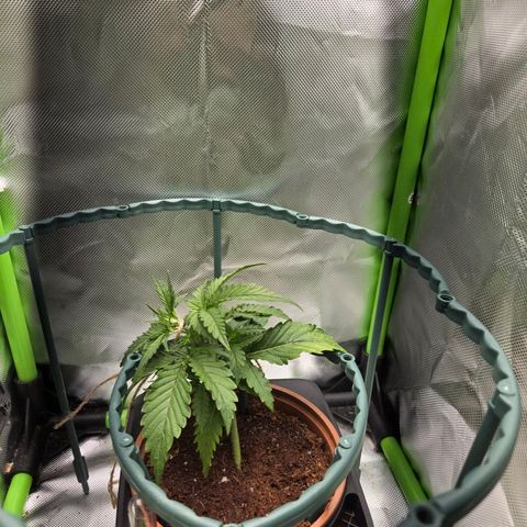 1l Auto watering pot Auto Grow growlog timeline photo