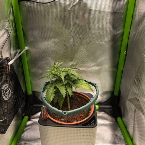 1l Auto watering pot Auto Grow growlog timeline photo
