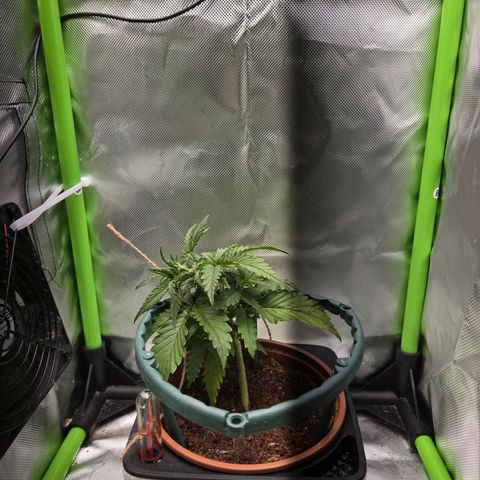 1l Auto watering pot Auto Grow growlog timeline photo