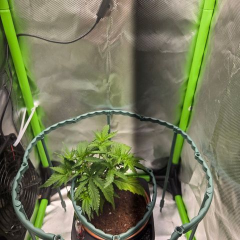 1l Auto watering pot Auto Grow growlog timeline photo