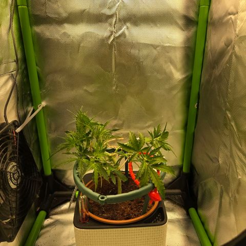 1l Auto watering pot Auto Grow growlog timeline photo
