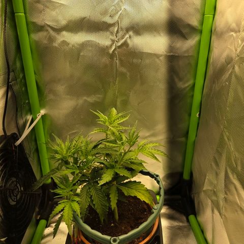 1l Auto watering pot Auto Grow growlog timeline photo