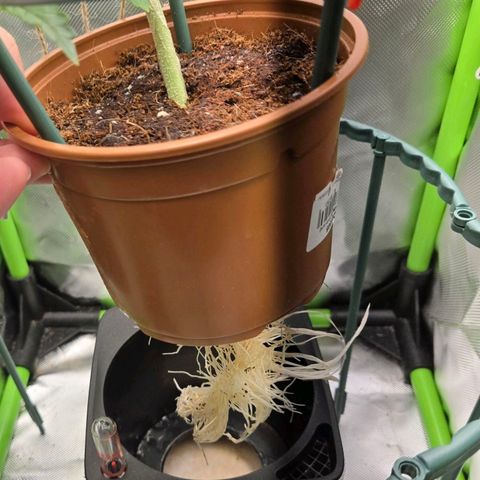 1l Auto watering pot Auto Grow growlog timeline photo