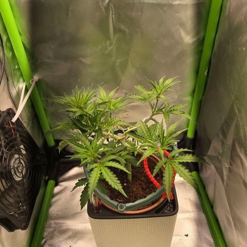 1l Auto watering pot Auto Grow growlog timeline photo