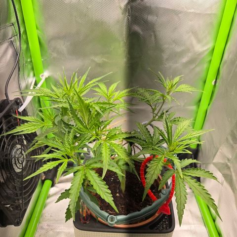 1l Auto watering pot Auto Grow growlog timeline photo