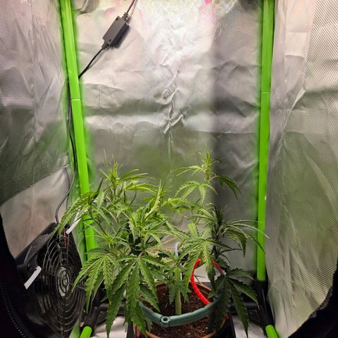 1l Auto watering pot Auto Grow growlog timeline photo
