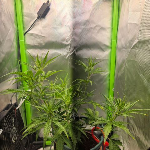 1l Auto watering pot Auto Grow growlog timeline photo