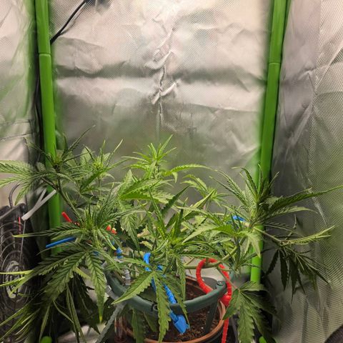 1l Auto watering pot Auto Grow growlog timeline photo