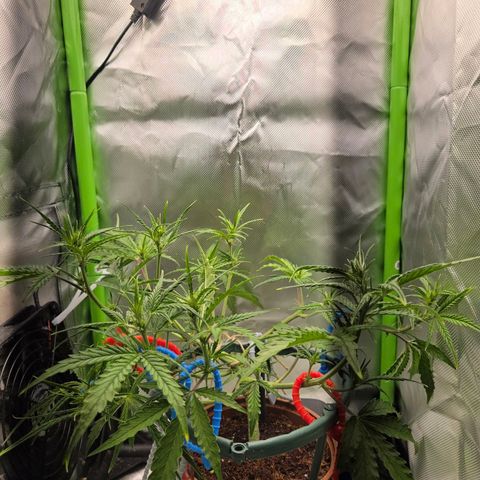 1l Auto watering pot Auto Grow growlog timeline photo